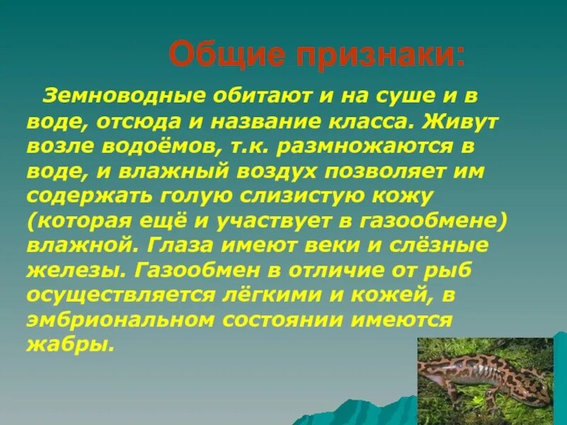 Особенность среды обитания земноводных