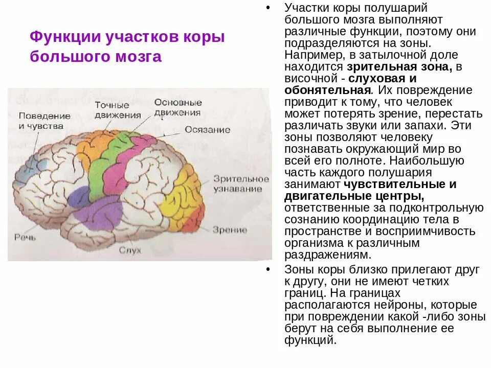 Функции зон коры головного мозга. Корковые центры коры головного мозга таблица.