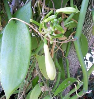 Vanilla plants