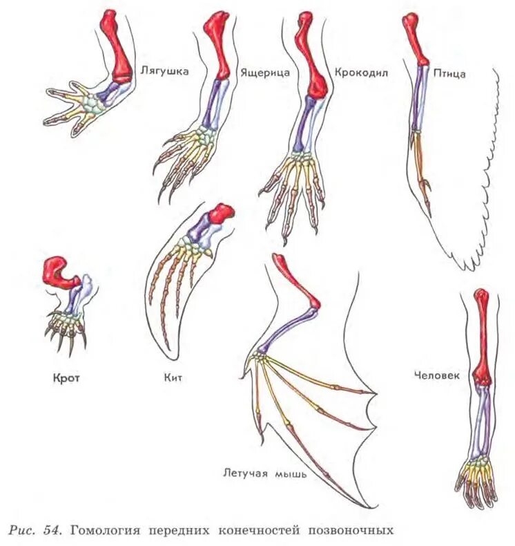 Гомология конечностей позвоночных. Строение передних конечностей позвоночных. Гомологичные органы передние конечности позвоночных животных. Рисунок гомология передних конечностей позвоночных. Появление в процессе эволюции пятипалых конечностей