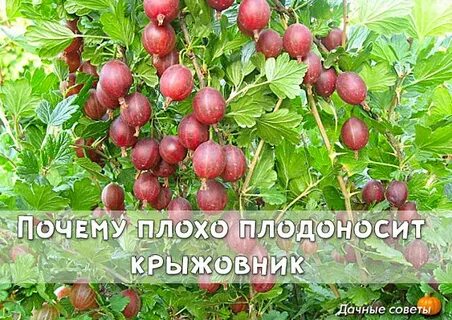 Почему не плодоносит