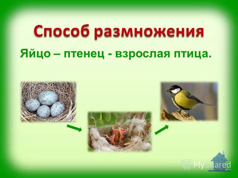 Размножение птиц 8 класс. Развитие птиц. Птицы размножаются. Размножение птиц. Этапы развития птиц.