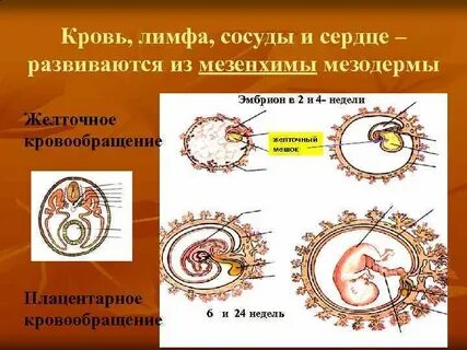 Сосуды зародыша