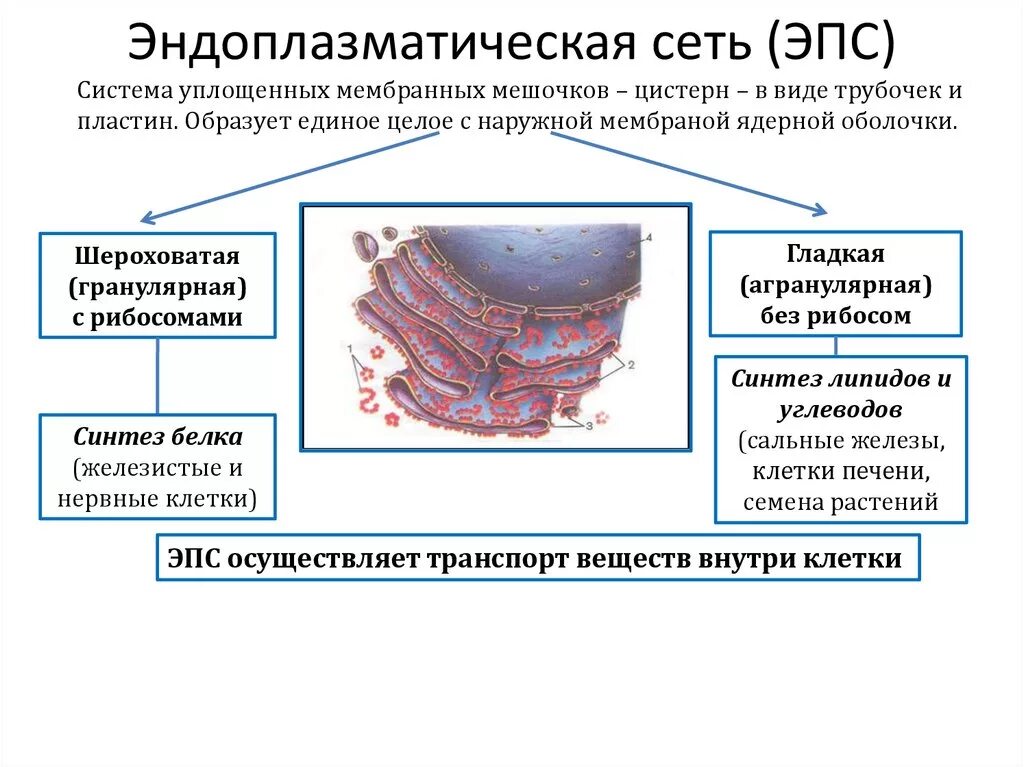 Канал эндоплазматической сети