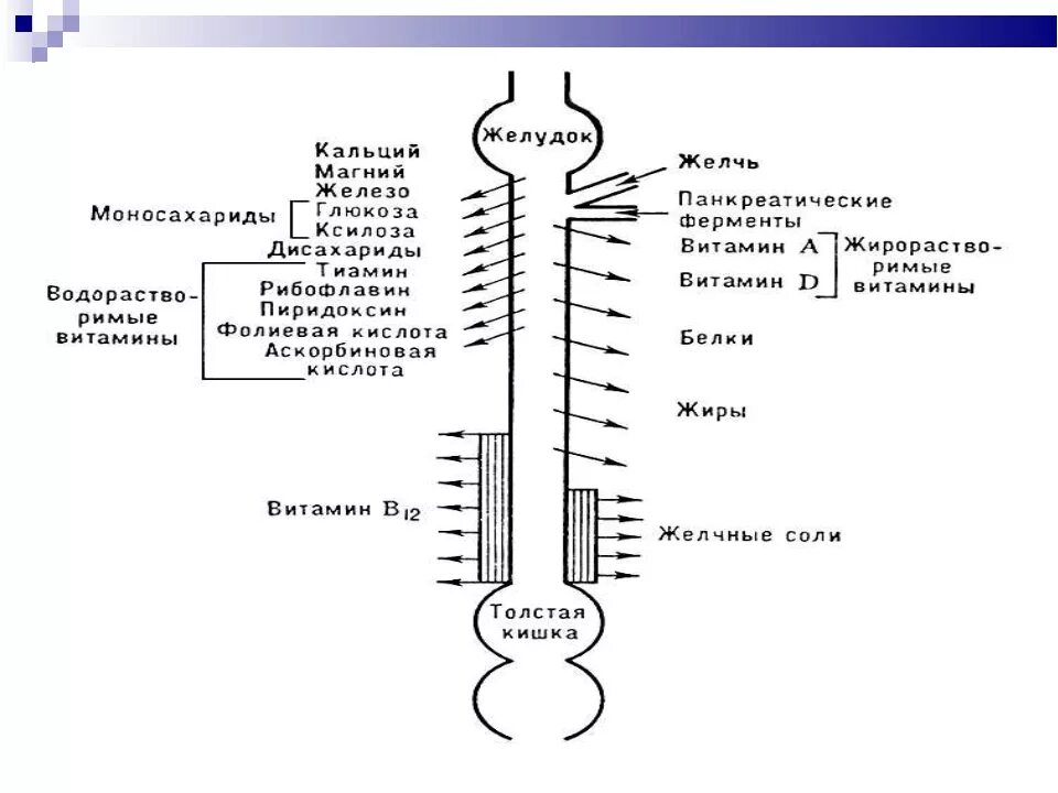 Физиологические механизмы всасывания в кишечнике. Схема всасывания витаминов в ЖКТ. Механизм всасывания воды. Всасывание питательных веществ в ЖКТ.