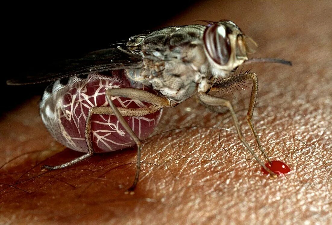 Опасна ли муха. Муха ЦЕЦЕ Glossina Palpalis. Муха ЦЕЦЕ В Африке. Ареал мухи ЦЕЦЕ.