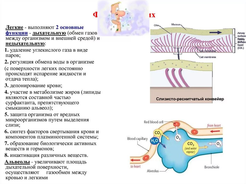 Функции лёгких. Функции газообмена в легких. Функции легких помимо дыхания. Лёгкие функции кратко.