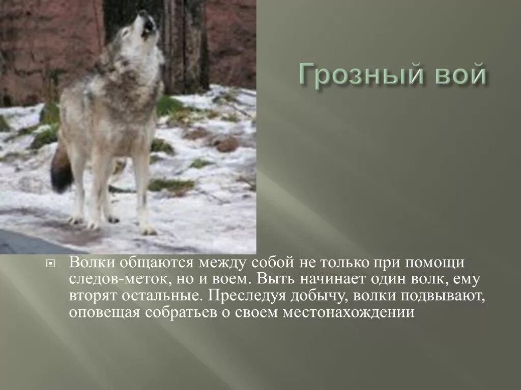 Описать волка. Самое интересное о волке. Доклад про волка. Презентация на тему волк.