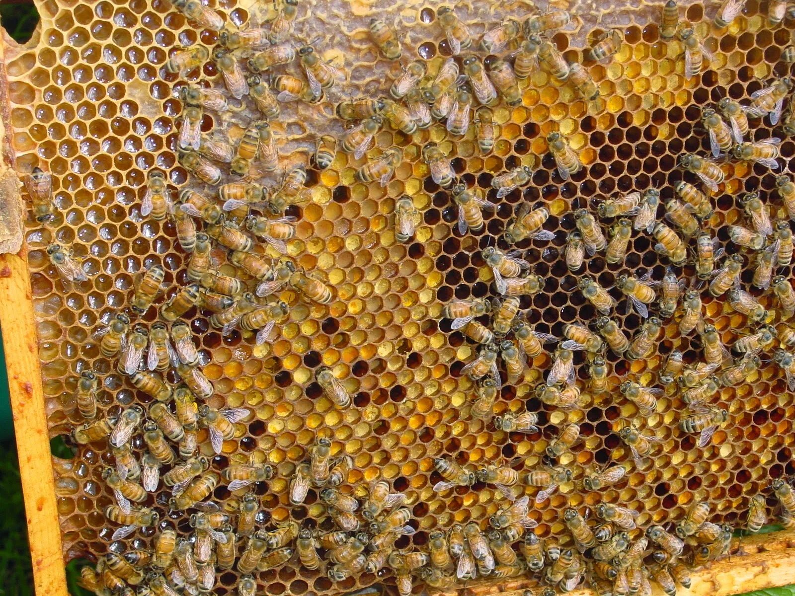 Перга как применять. Пчелиная пыльца (Bee pollen). Пыльца и перга. Перга продукты пчеловодства. Пчелиная пыльца обножка.