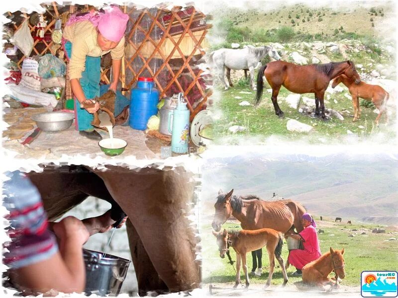 Как делают кумыс. Доение кобыл. Как делают кумыс. Кумыс национальный напиток казахов. Доить лошадь.