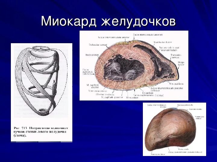 Миокард желудочка сердца. Строение миокарда желудочков. Слои миокарда желудочков. Миокард анатомия. Миокард правого желудочка сердца