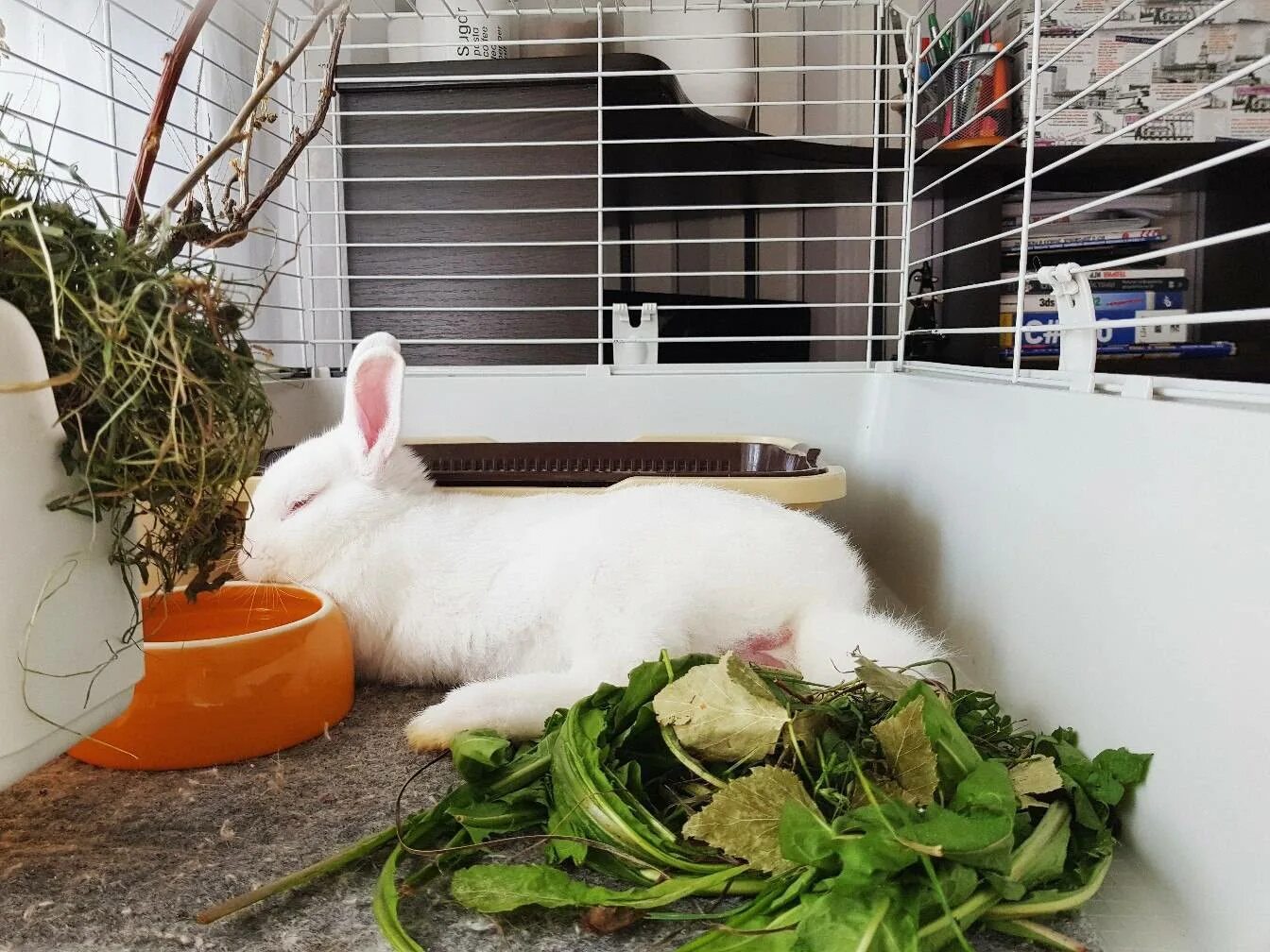 Декоративный кролик. Декоративный кролик в квартире. Домашние кролики декоративные. Клетка для кролика декоративного.