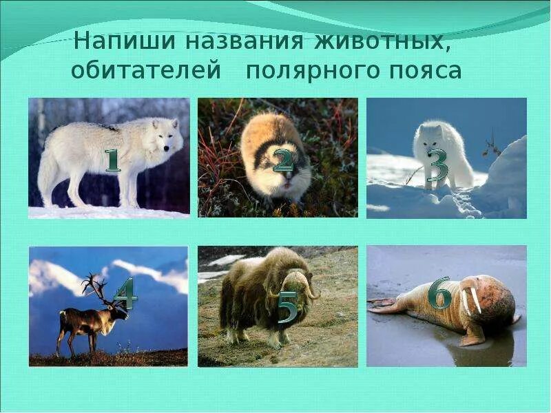 Тропический климат животные и растения. Животные живущие в тропическом лесу. Животные в зоне субполярных и полярных. Животные умеренных поясов. Субарктический пояс растительный и животный мир.