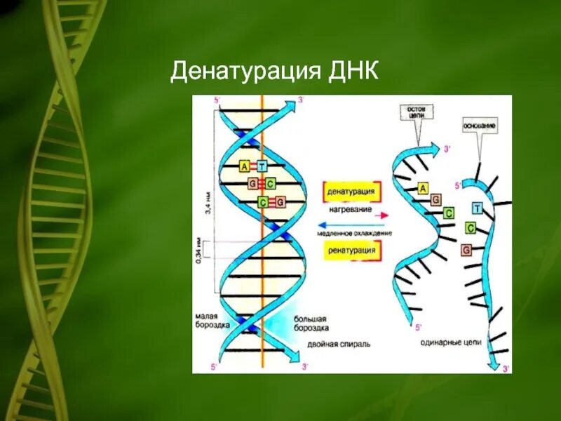 Денатурация днк или рнк это. Плавление денатурация днк. Денатурация двухцепочечной днк. Денатурация и ренатурация днк. Гибридизация днк.