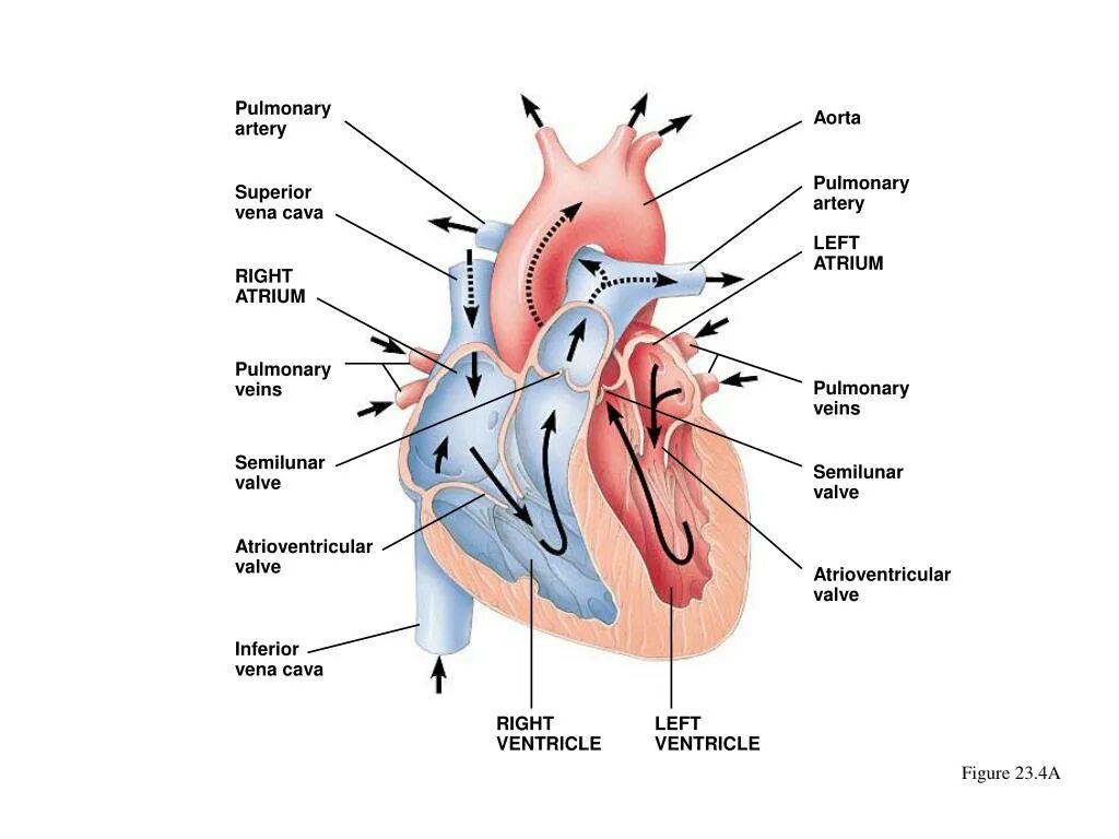 Ле¬Гоч¬ная ар¬те¬рия. Легочная артерия сердца. Аорта и легочная артерия. Pulmonary semilunar Valve. Сколько легочных артерий