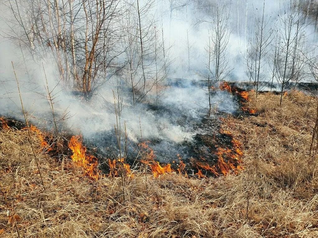 Забайкальский край лесные пожары сегодня. Пожары в лесу забайкальского края. Пожары в забайкальском крае. Лесные пожары забайкальского края. Лесные пожары забайкалье.