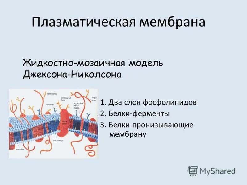 клеточная мембрана гликокаликс. имеет две мембраны пронизанные. гидрофильная мембрана. строение мембраны клетки гликокаликс. структура клетки плазматическая мембрана.