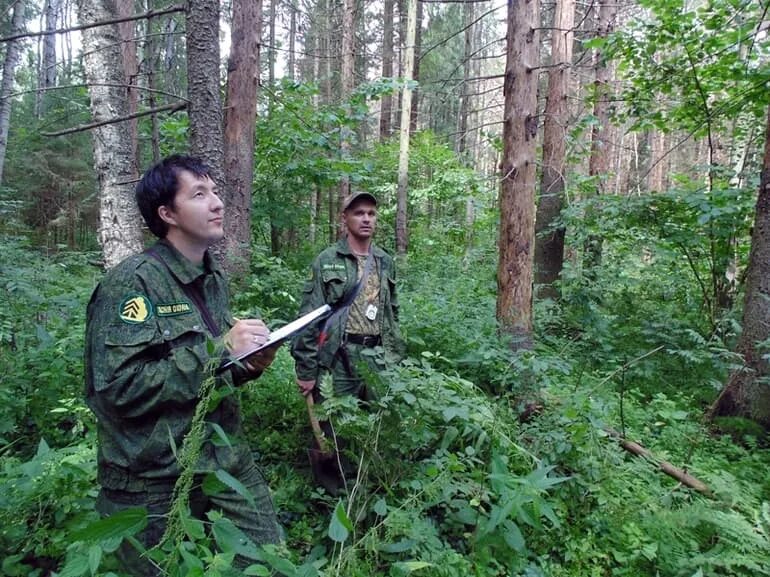 Квалификация лесного хозяйства