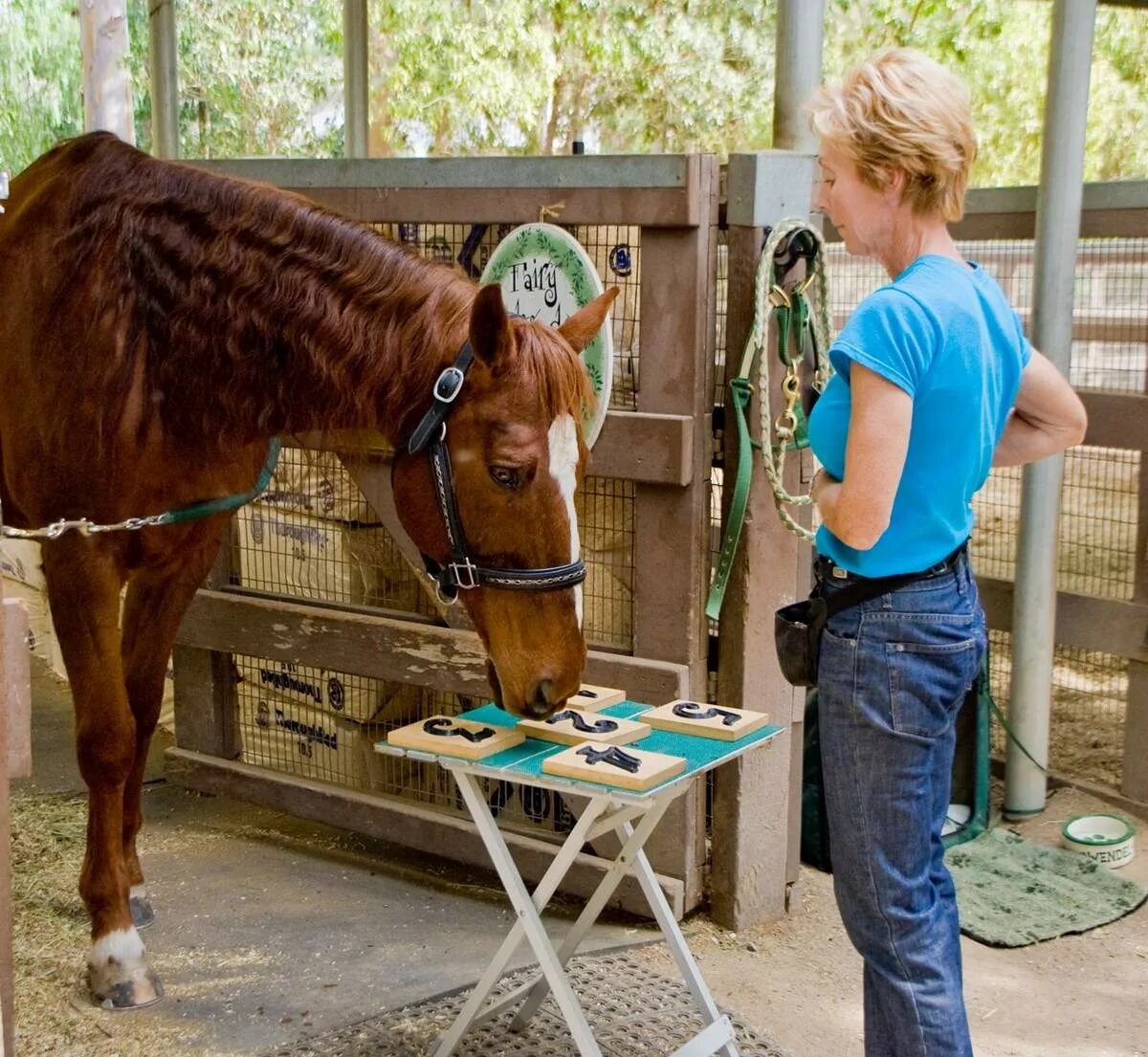 Оказывается лошадь. Цыганский ваннер лошадь с усами. Лошадь тинкер с усами. Тинкер порода лошадей усы. Усы у лошадей.