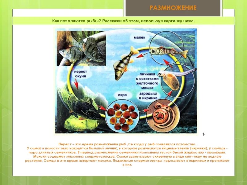 Размножение рыб схема. Размножение рыб нерест. Как появляются рыбы. Как у рыб появляется потомство.