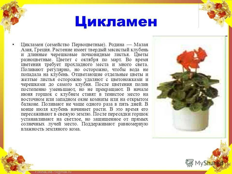 Бегония уход после магазина. Бегония и цикламен. Бегония период цветения. Цикламен описание. Цикламен комнатное растение описание.