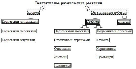 Способы размножения растений тест. Вегетативное размножение цветковых растений схема. Способы вегетативного размножения растений схема. Схема вегетативное размножение растений 6 класс. Вегетативное размножение покрытосеменных растений схема.