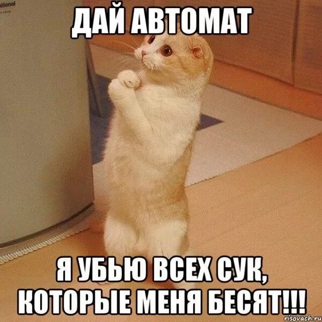 Алис извини пожалуйста
