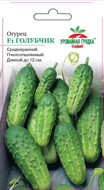 Огурец сафаа мини f1 10шт нс. Огурец милочка седек. Огурцы голубчик отзывы. Огурцы голубчик отзывы. Огурец прогресс f1 описание.