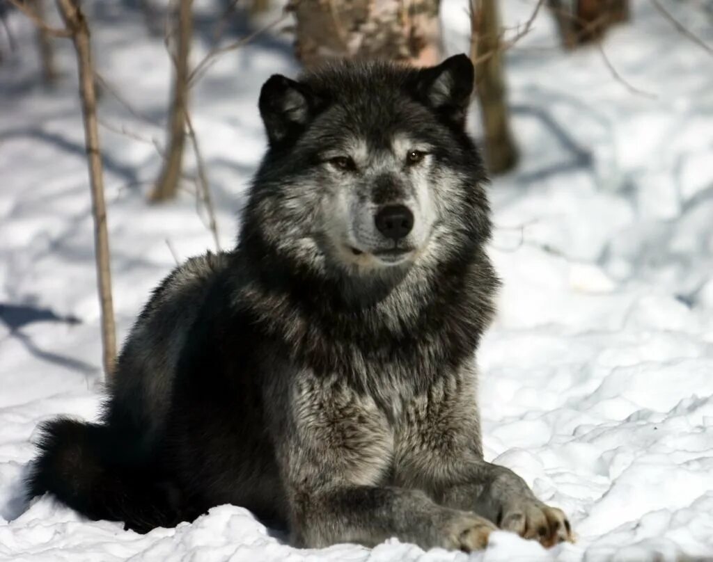 Какие волки крупнее. Арлан волк. Канадский Лесной волк. Аляскинский волк. Среднерусский Лесной волк.