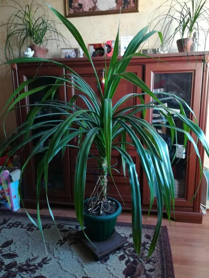 Pandan Plants, Grow lemongrass, Herbs