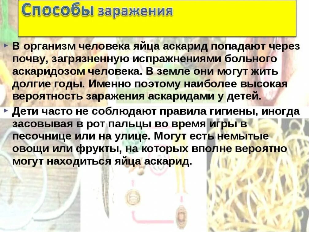 Какие продукты источник аскаридоза. Аскарида человеческая пути заражения человека. Аскаридоз методы заражения. Аскариды пути заражения человека.