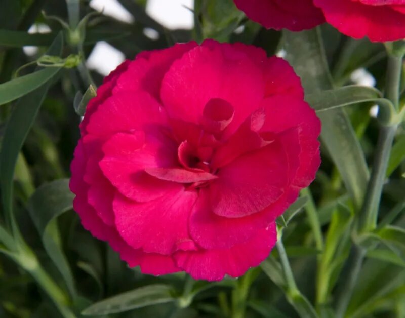 гвоздика диантус. гвоздика supertrouper grace. гвоздика elise. гвоздика супер трупер сэмми. гвоздика супертрупер грэйс.