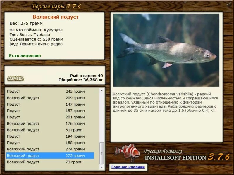 волжский подуст река мокша реальная рыбалка. русская рыбалка 4 сура. подуст и голавль отличие. река мокша реальная рыбалка. волжский подуст реальная рыбалка.