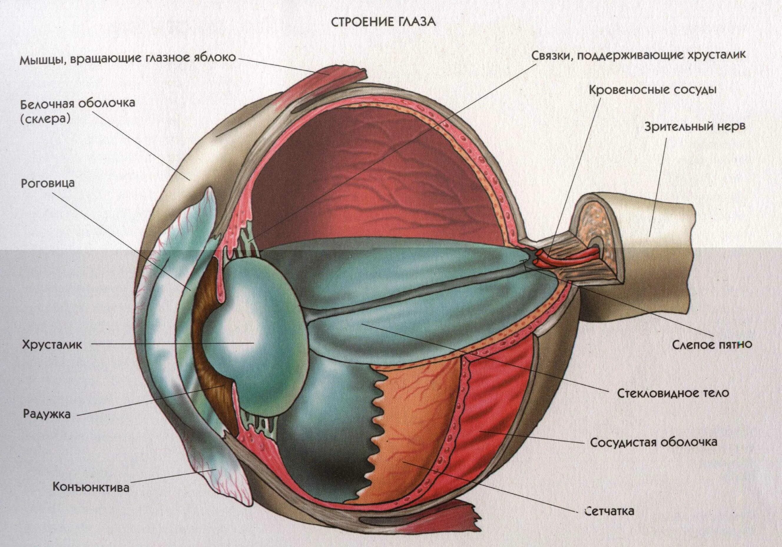 Элементы органы зрения. Строение глаза человека схема. Строение глаза человека анатомия. Внутреннее строение глаза. Схема строения глазного яблока человека.
