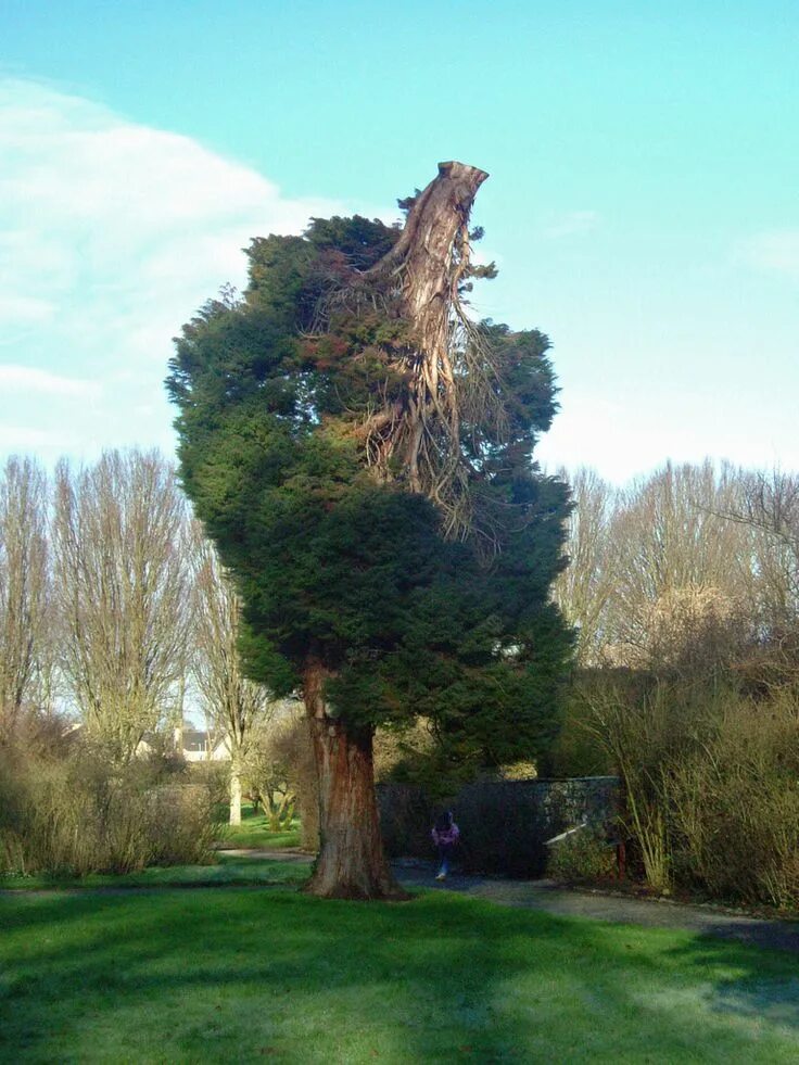 The strangest trees