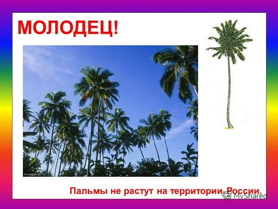 В какой природной зоне растет пальма. Где растут пальмы в мире. Где растут пальмы карта. Где растут пальмы страны. Места где растут пальмы.