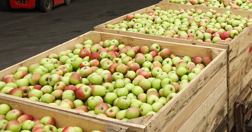 Яблоки зеленые сорта. Центнер яблок. Яблоки. Яблоко магазин. Яблоня мэйпол.