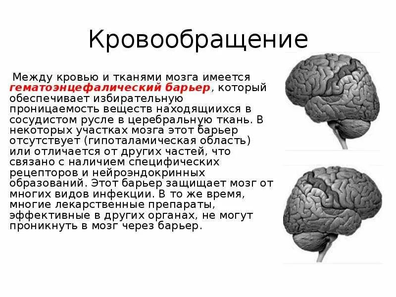 Доклад про мозг. Мозг для презентации. Человеческий мозг для презентации. Доклад о человеческом мозге.