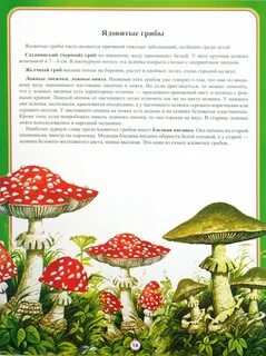 Детям про грибы и ягоды