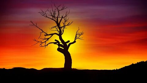 Don t tree