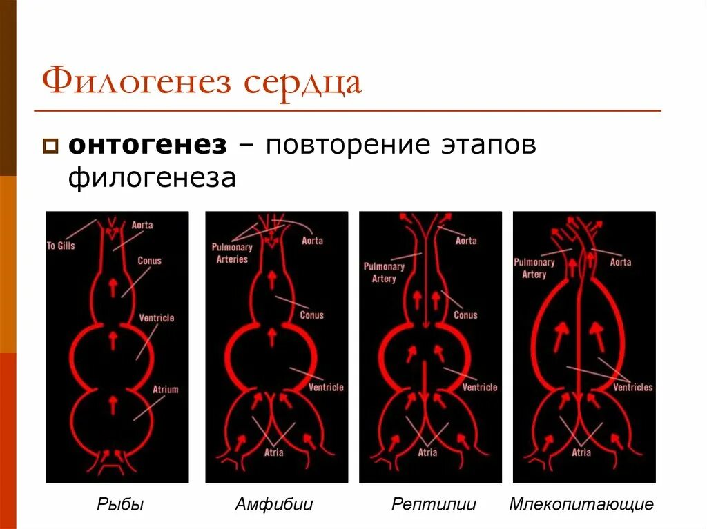 Филогенез сердца. Филогенез сердечно-сосудистой системы. Развитие сердца в онтогенезе и филогенезе. Филогенез системы кровообращения. Филогенез кровеносной