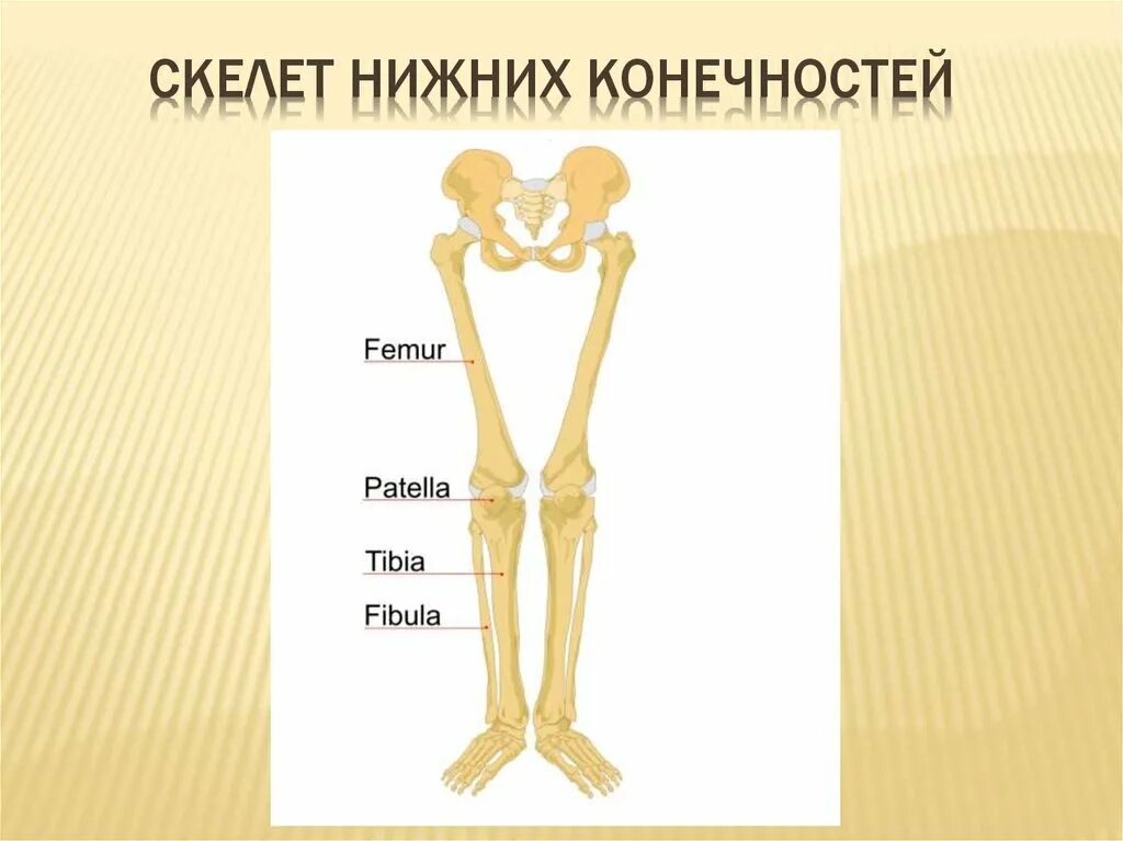 Скелет конечностей. Скелет нижнихонечностей. Скелет ноги. Пояс нижних конечностей человека. 7 скелет конечностей