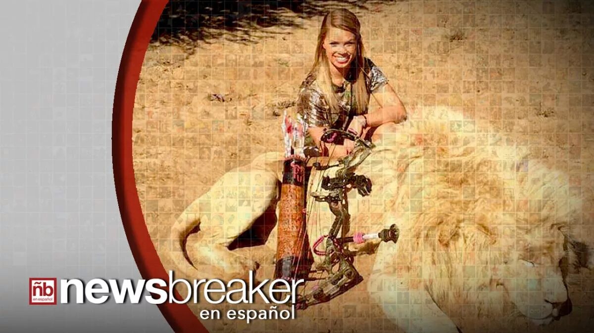 Женщина охотница на животных. Евгения борисова ведущая охота. Шкуры убитых зверюшек. Ребекка фрэнсис. Женщины убивающие животных.