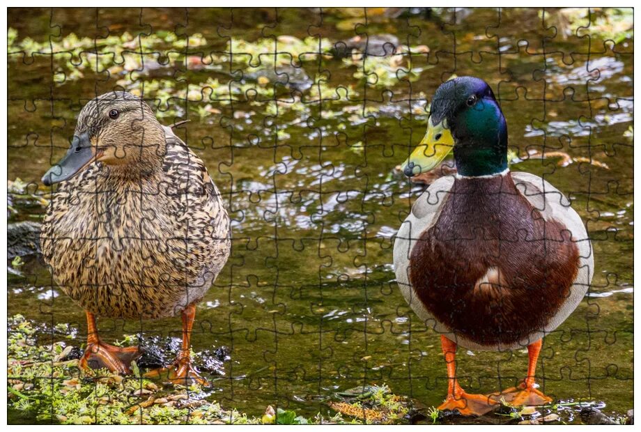день утки. день уточки. утиный день. день утки. резиновая уточка в ванной.