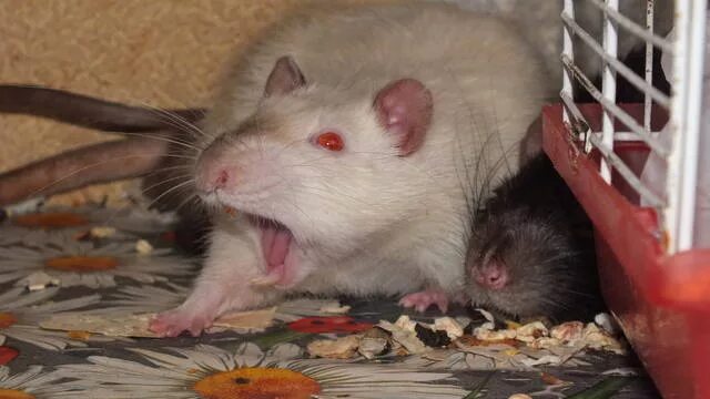 5 крыс. Макс крыса. Пять крыс. Крыски 5. Сообщество крыс