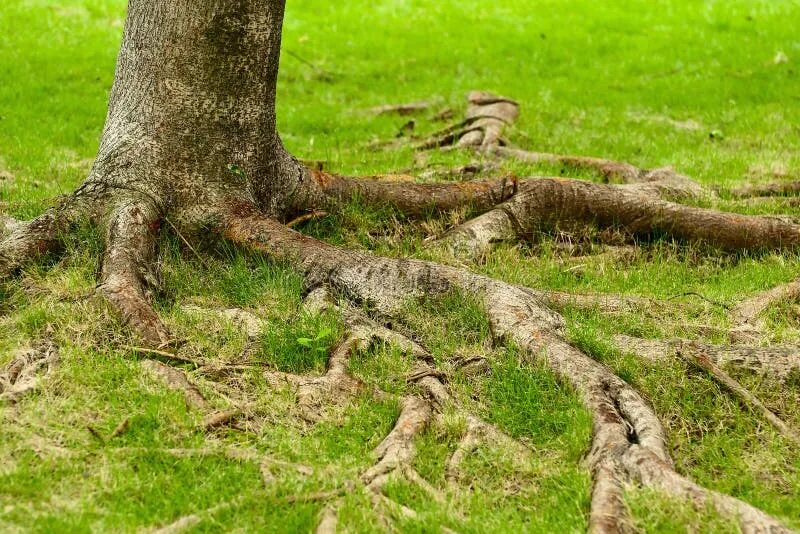 Above root. Root and ground. корни картинки вертикальные.
