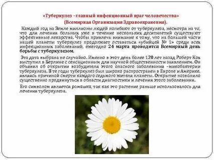 Лечения туберкулеза травами