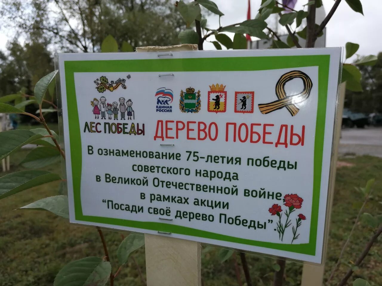 Дерево посажено в честь