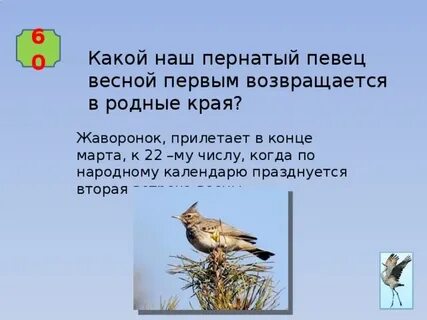 Какого числа жаворонки 2024