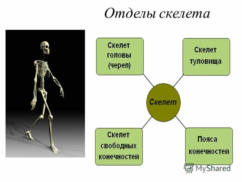 Скелет отделы скелета. Скелет человека состоит из отделов. Скелет человека делится на отделы. Назовите основные отделы скелета человека.